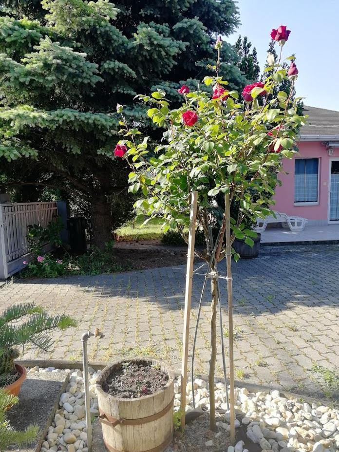 Feszek Apartmanhaz Vonyarcvashegy Εξωτερικό φωτογραφία